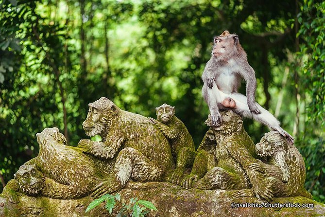 The Best of Ubud Tour and Jungle Swing - Jungle swing and lunch near Tegalalang