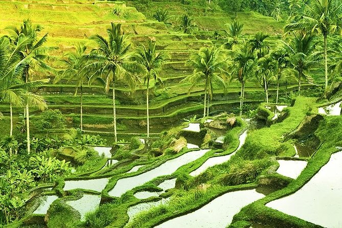 The Popular Of Ubud Private Day Tour - Tegalalang Rice Terrace: famous views with a commercial edge