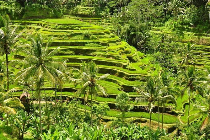 Tickets inclusive: Blessing Bali Tour - Tirta Empul and the Melukat purification ritual
