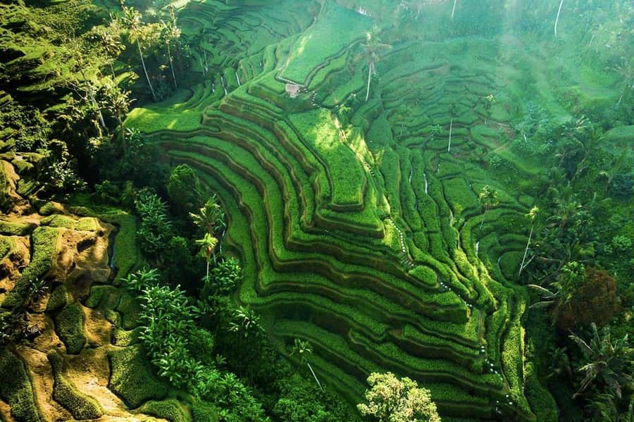 Ubud 3-in-1: Swing, Zipline & SkyBike Adventure - Satria Agrowisata is the shopping stop