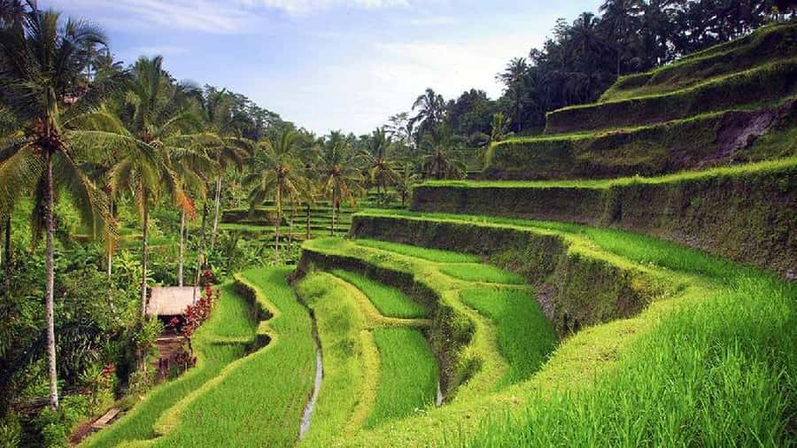 Ubud 3-in-1: Swing, Zipline & SkyBike Adventure - Should you book the Ubud 3-in-1 adventure?