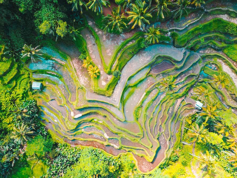 Ubud 3-in-1: Swing, Zipline & SkyBike Adventure - Tegallalang adds Bali’s famous terrace views