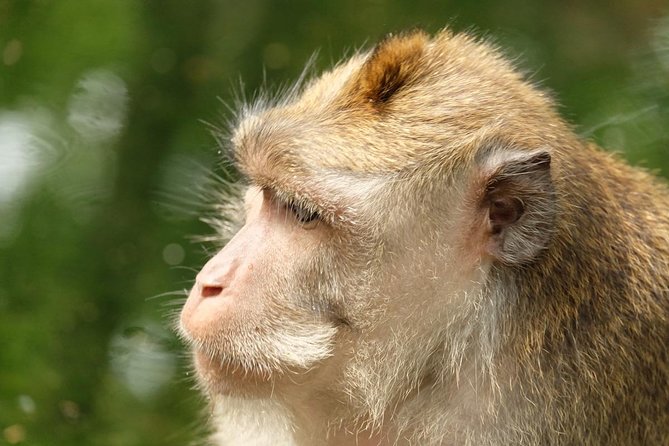 Ubud Art, Monkey Forest and Rice Terrace Tour - Seeing Puri Saren Palace in central Ubud