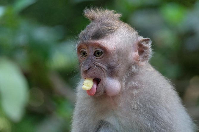 Ubud Art, Monkey Forest and Rice Terrace Tour - The guide can shape the whole day