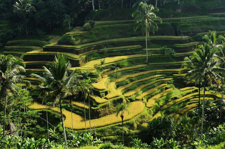 Ubud: Bali's 3 Epic Waterfall, Rice Terrace, and Temple Tour - Why this Bali day tour works