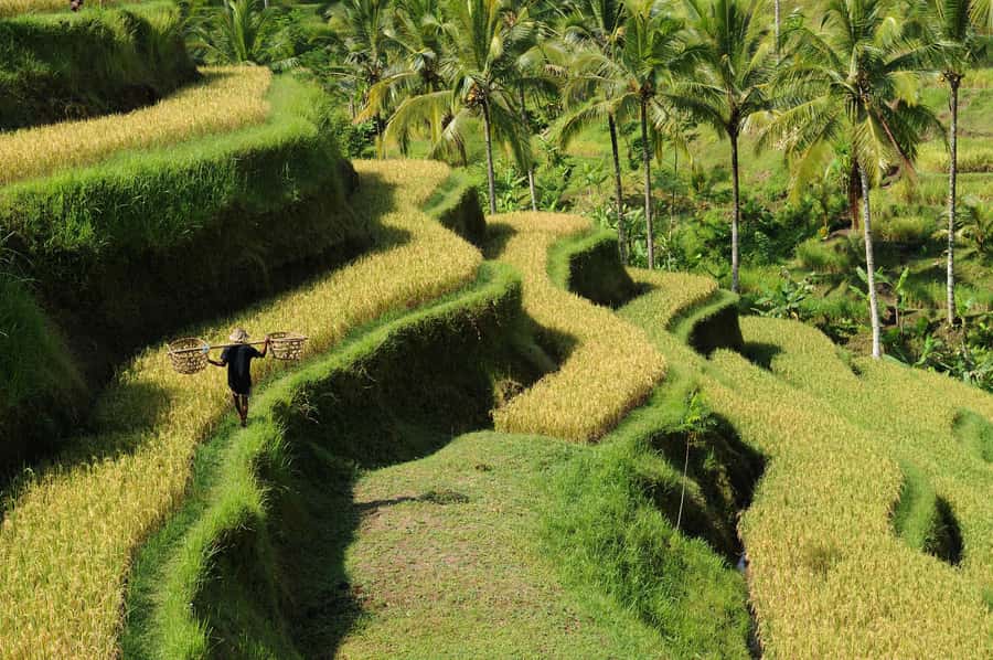 Ubud: Bali's 3 Epic Waterfall, Rice Terrace, and Temple Tour - Tibumana Waterfall: the calm opening stop