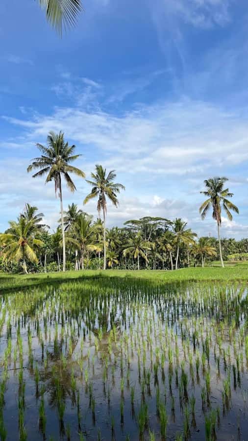 Ubud: Balinese Cooking Class, Rice Field & Market Tour - A Balinese home, family rules, and daily offerings