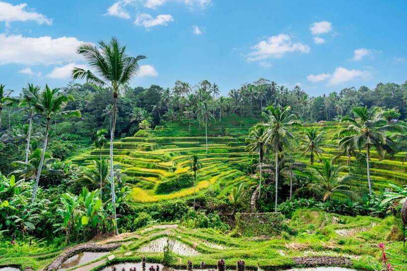 Ubud: Best of Ubud Full-Day Tour with Entry Tickets - What this Ubud day tour is really like