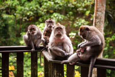 Best of Ubud Full-Day Tour with Entry Tickets