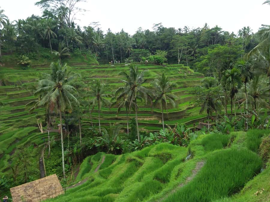 Ubud: Campuhan Ridge Walk, Tegallalang Rice Terrace & More - Key points to know before you book