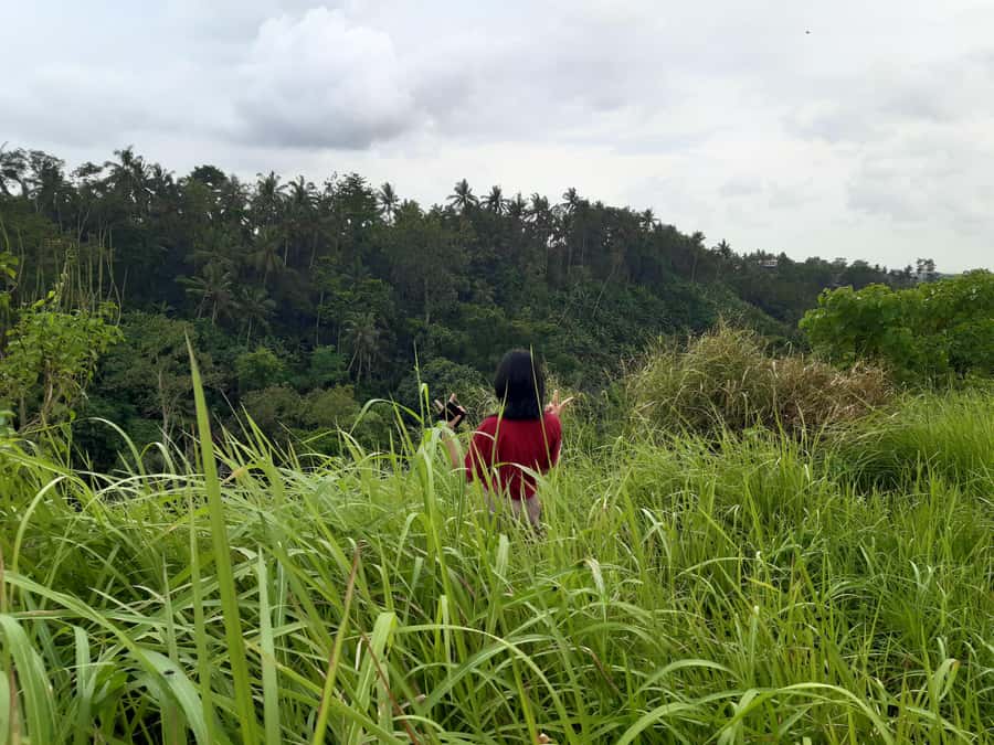Ubud: Campuhan Ridge Walk, Tegallalang Rice Terrace & More - Why this Ubud day trip works