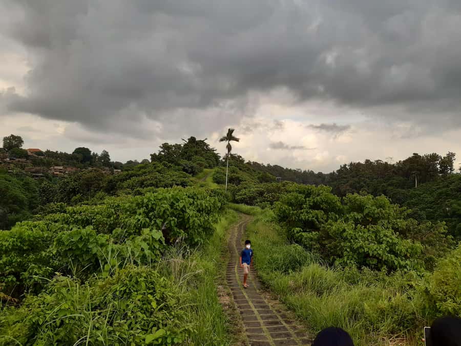 Ubud: Campuhan Ridge Walk, Tegallalang Rice Terrace & More - Tegallalang Rice Terrace: Bali’s working countryside