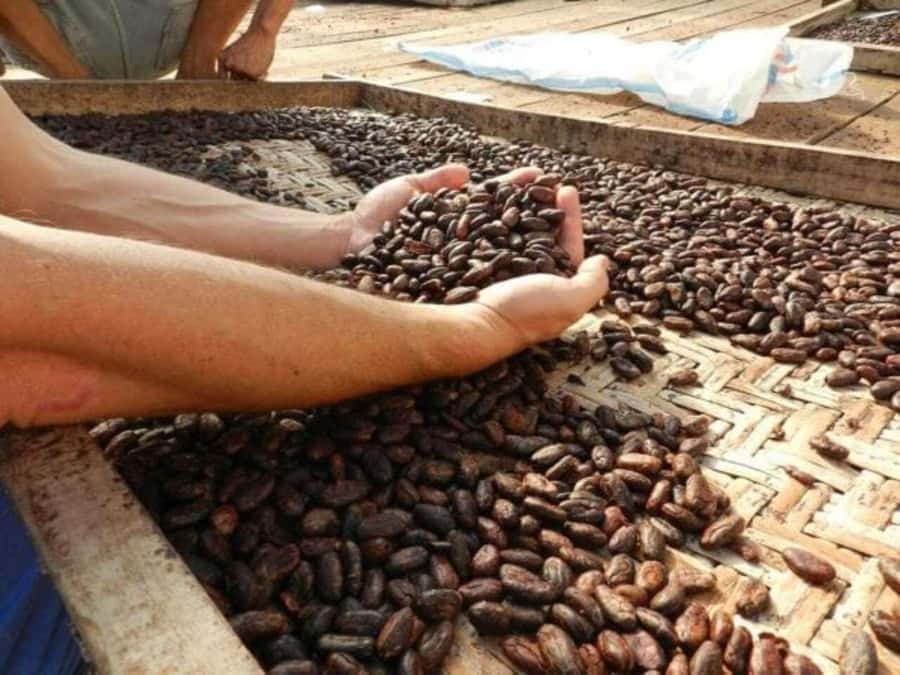 Ubud: Chocolate Workshop, Class & Tasting - The cacao plantation lesson and its limits