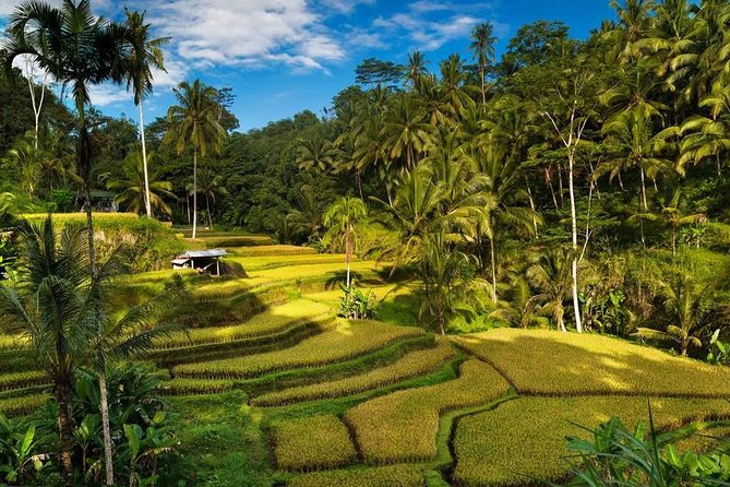 Ubud City Tour II: Monkey Forest, Palace, Art Market, and Rice Terrace - Happy Swing Bali changes the pace