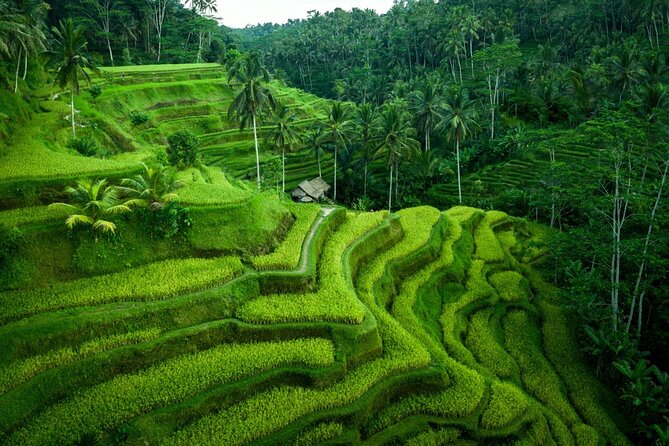 Ubud Countryside Tour: Campuhan Ridge Walk and Rice Terrace - Tegalalang Rice Terrace and the extra donation