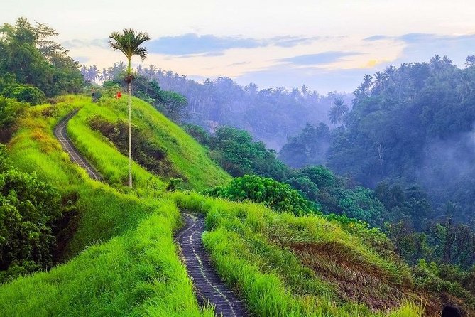 Ubud Countryside Tour: Campuhan Ridge Walk and Rice Terrace - Coffee plantation stop and what is included