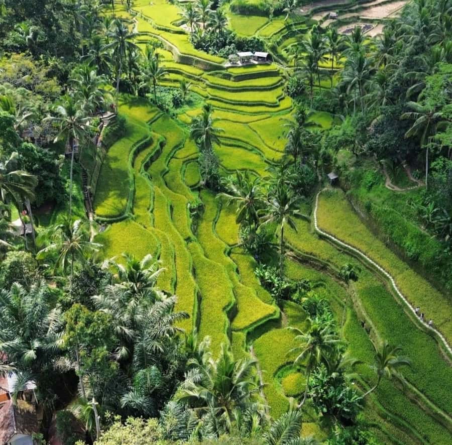 Ubud: Customised private day trip with personal driver - A private Ubud day built around your interests