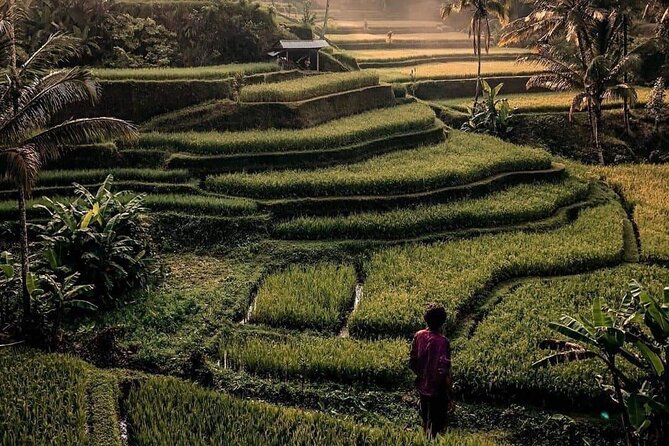 Ubud Customized Full Day Tour - Visit Most favorite In Ubud - Ubud Jungle Swing, an optional thrill