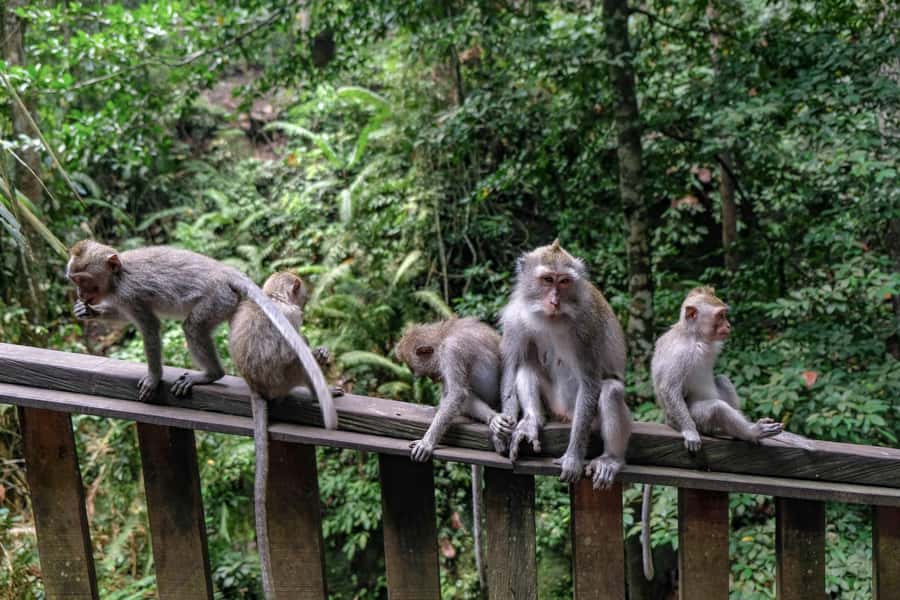 Ubud Customized Tour-Ubud Charter - Tirta Empul adds Bali’s spiritual side