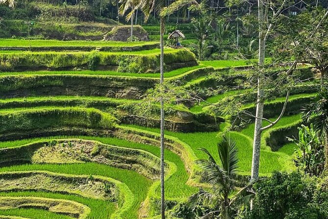 Ubud Day Tour : Waterfall, Temple and Local Night Market Tour - Tegalalang Rice Terrace and the farming story