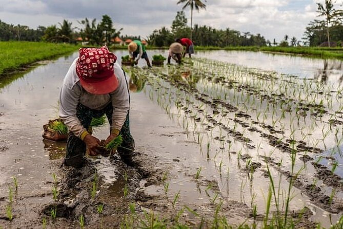 Ubud: Downhill Cycling with Volcano, Rice Terraces and Meal - Temples, rice terraces, and the back roads