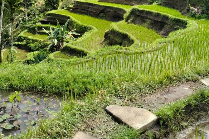Ubud Explorer Private Day Tour - Entering Sacred Monkey Forest Sanctuary