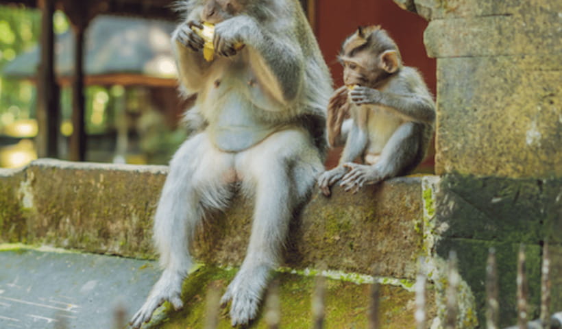 Ubud Full Day Private Tour with All Inclusive - The holy springs at Tirta Empul