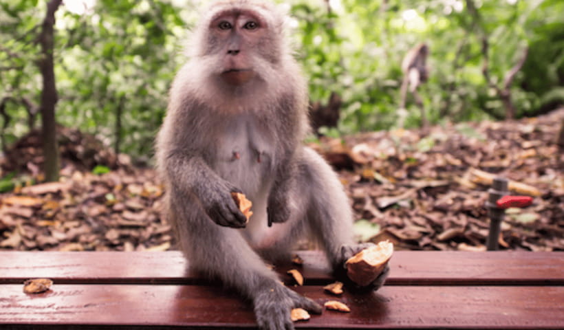Ubud Full Day Private Tour with All Inclusive - Starting at Tegenungan Waterfall