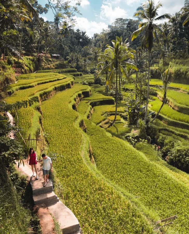 Ubud: Full-Day Rice Terrace, Monkey Forest & Waterfall - Key points to know before booking