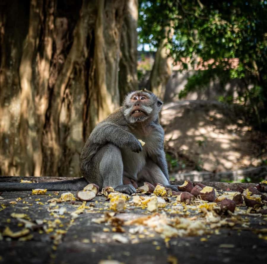 Ubud: Full-Day Rice Terrace, Monkey Forest & Waterfall - Tegalalang Rice Terrace and Bali’s farming tradition