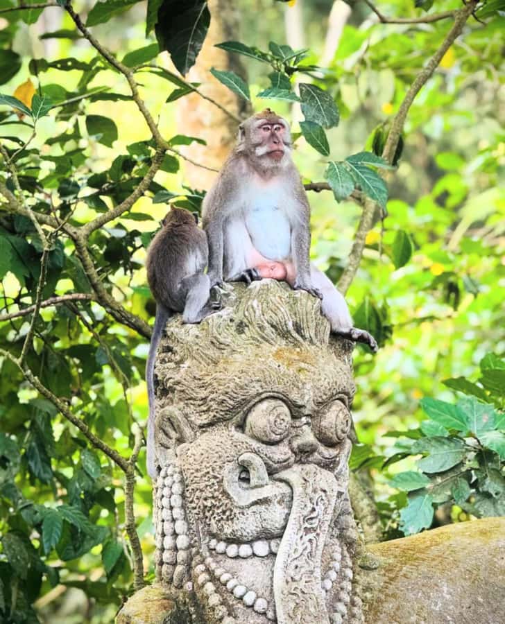 Ubud: Full-Day Rice Terrace, Monkey Forest & Waterfall - Coffee and tea at Segara Windhu Plantation
