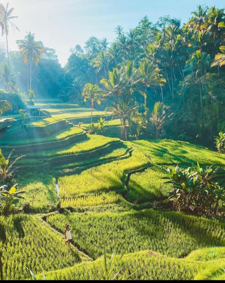 Ubud: Full-Day Rice Terrace, Monkey Forest & Waterfall - Monkey Forest: an atmospheric first stop