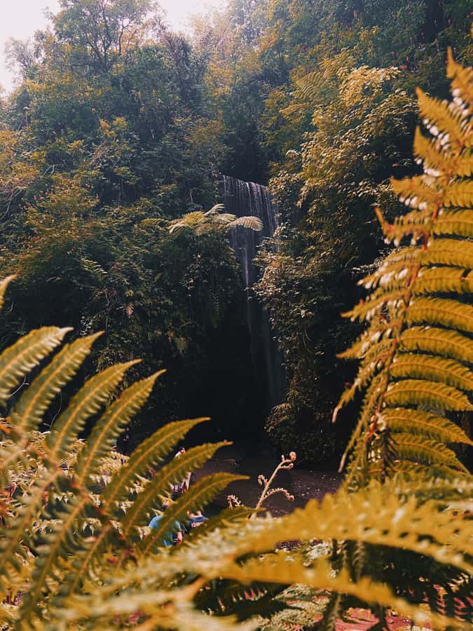 Ubud: Gorilla Face Quad Bike, Jungle Swing, Waterfall & Meal - Who should book this Ubud combination?