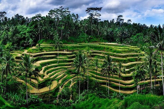 Ubud Highlight Private Charter with Jungle Swing - Sacred Monkey Forest: atmosphere, temples, and macaques