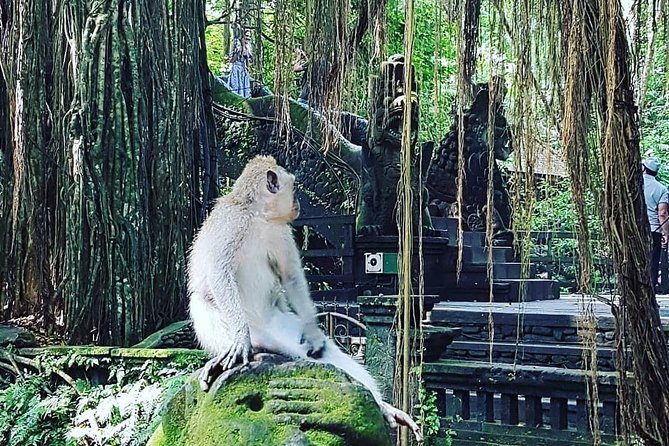 Ubud iconic waterfall and temple tours - Sacred Monkey Forest Sanctuary: lively and unpredictable