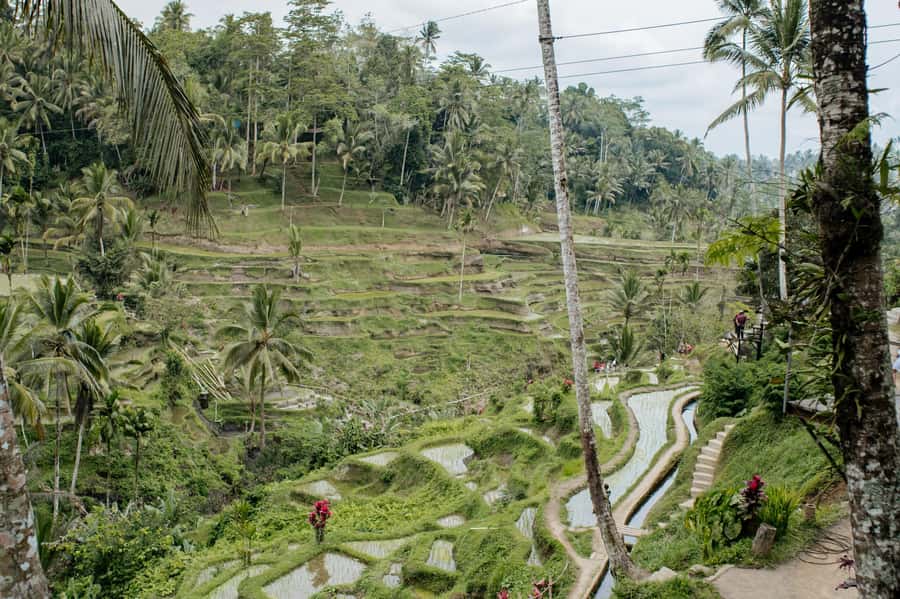 Ubud: Monkey Forest, Ceking Rice Terraces and More– Full Day - Tegenungan Waterfall: a strong first stop