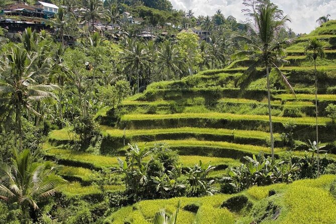 Ubud Monkey Forest, Rice Terrace & Tirta Empul Temple Tour - Reading the terraces at Tegalalang
