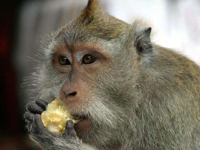 Ubud : Monkey Forest, Rice Terrace, Waterfall / Private Tour - Key Points at a Glance
