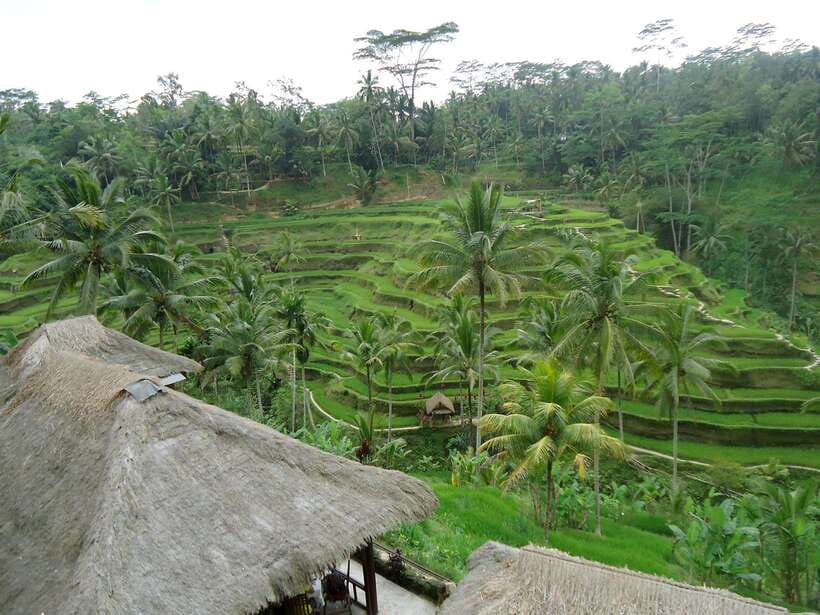 Ubud : Monkey Forest, Rice Terrace, Waterfall / Private Tour - Tirta Empul and the Holy Spring