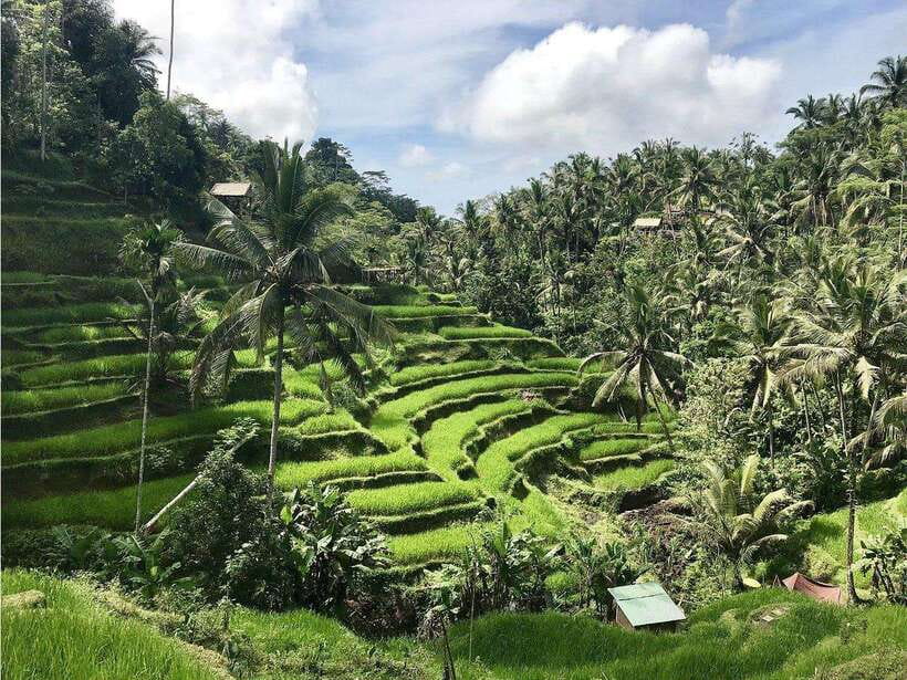 Ubud : Monkey Forest, Rice Terrace, Waterfall / Private Tour - What the $41 Price Really Covers