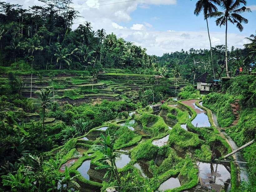 Ubud : Monkey Forest, Rice Terrace, Waterfall / Private Tour - Batuan Temple and Its Painted Stories