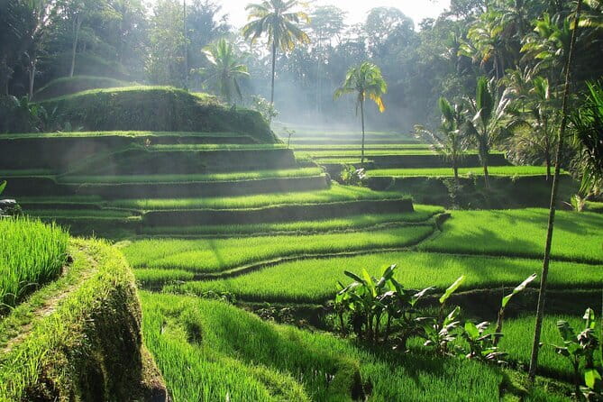 Ubud: Monkey Forest, Rice Terraces and Jungle Swing Tour - Tirta Empul Temple: the day’s most meaningful cultural stop