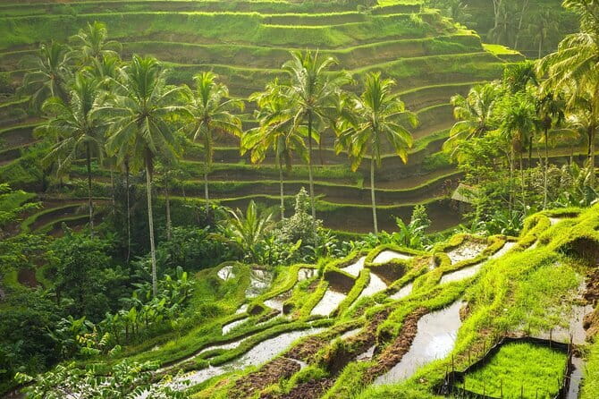Ubud: Monkey Forest, Rice Terraces and Jungle Swing Tour - Tegalalang Rice Terrace: a short walk with a big view