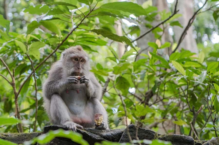 Ubud:Monkey Forest, Rice Terraces, Water Temples, Waterfalls - Tegalalang Rice Terraces: Bali’s famous view