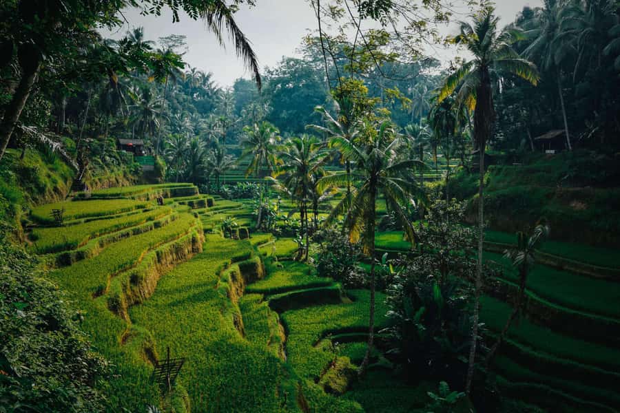 Ubud:Monkey Forest, Rice Terraces, Water Temples, Waterfalls - Local lunch, with costs kept clear