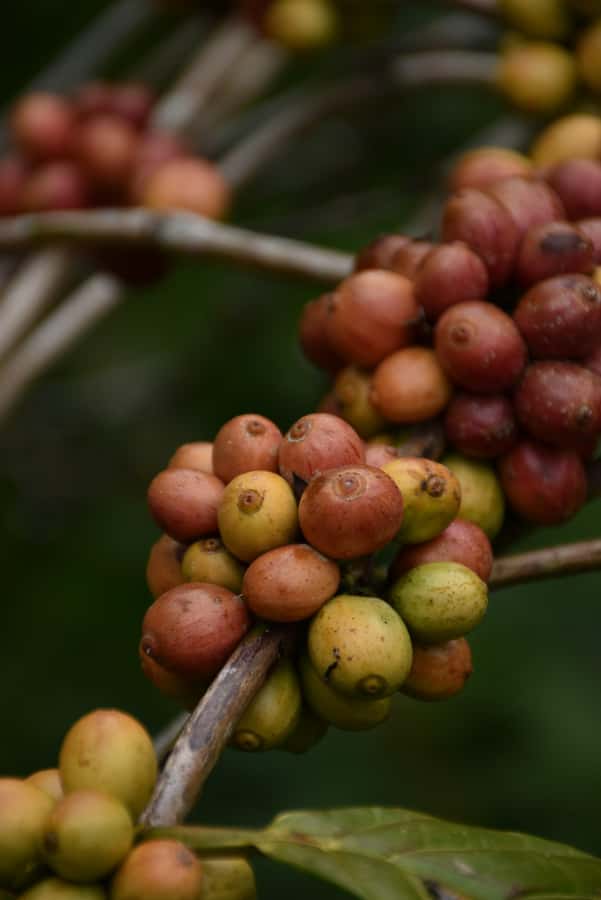 Ubud:Monkey Forest, Rice Terraces, Water Temples, Waterfalls - Balinese coffee plantation and tasting
