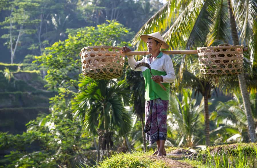 Ubud:Monkey Forest, Rice Terraces, Water Temples, Waterfalls - Sacred Monkey Forest: a lively first stop