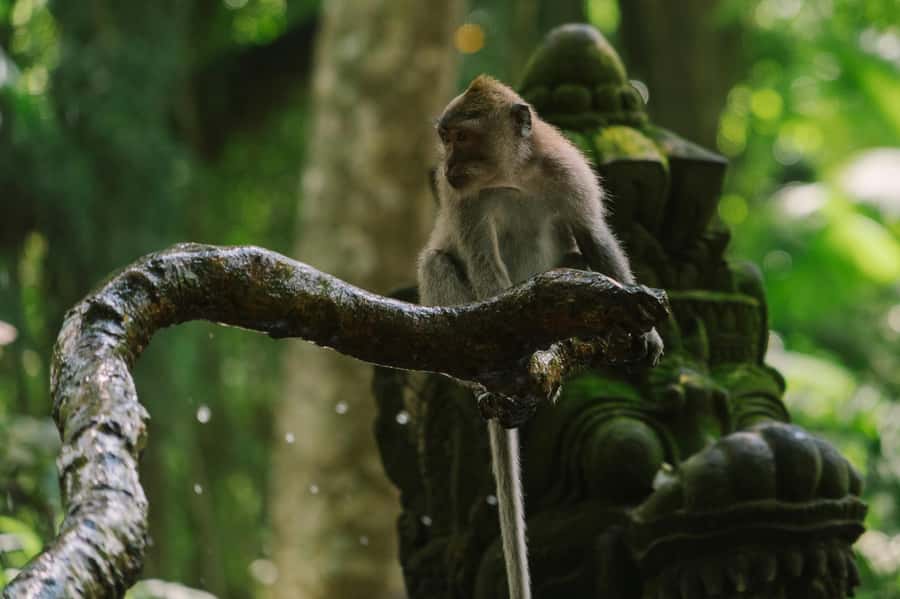 Ubud, Monkey forest, Riceterace Waterfall, Purification - Monkey Forest: a lively first stop
