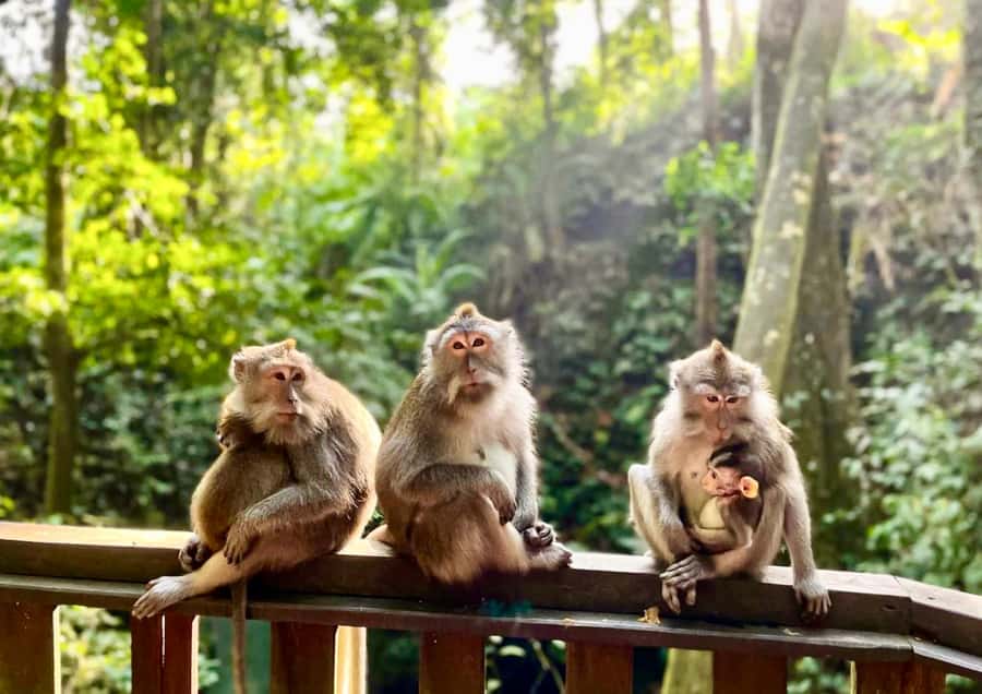 Ubud: Monkey Forest Sanctuary & Jungle Swing Tour - Kumulilir and the 20-meter jungle swing