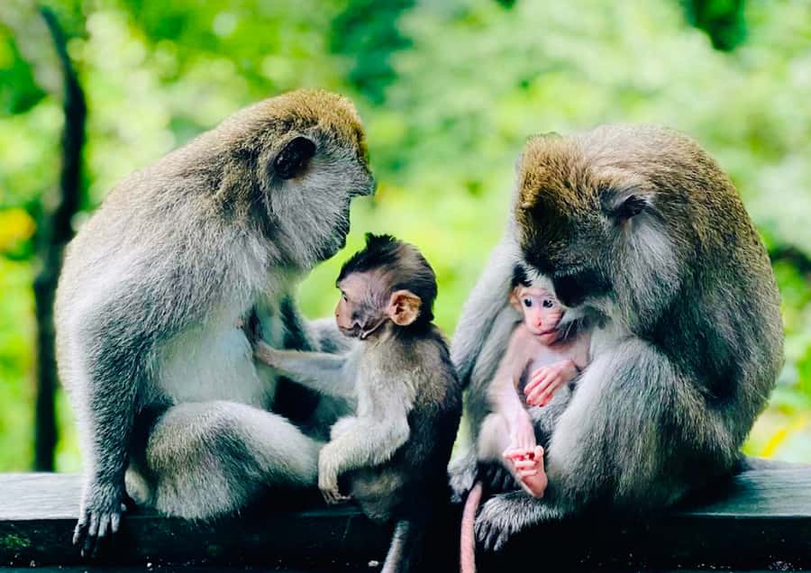 Ubud: Monkey Forest Sanctuary & Jungle Swing Tour - Tegalalang and the Ceking Rice Terrace